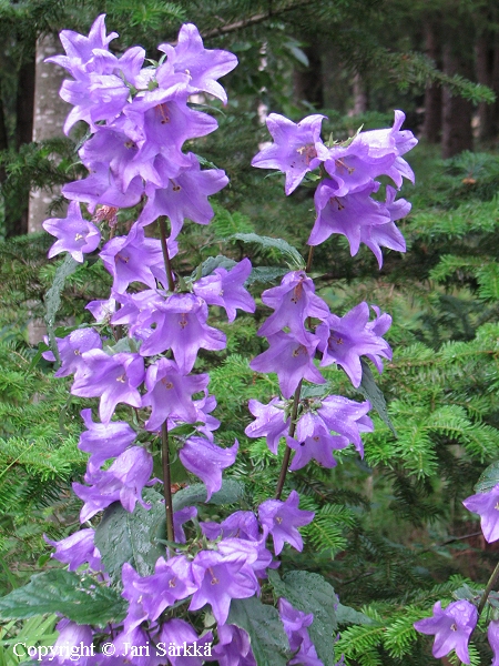  Campanula trachelium, varsankello